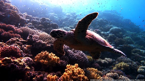 Photo from the movie Enchanted Kingdom