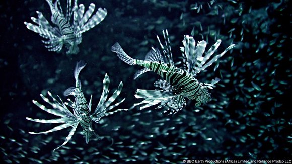 Photo from the movie Enchanted Kingdom