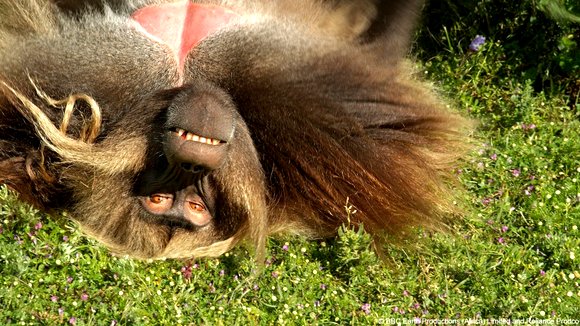 Photo from the movie Enchanted Kingdom