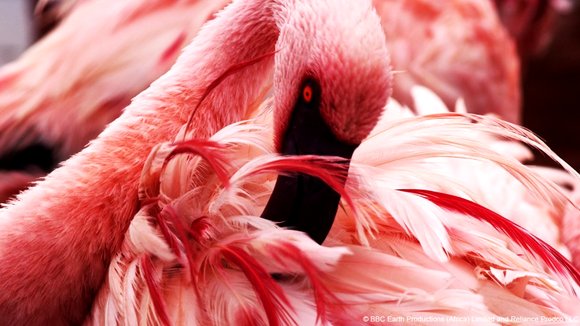 Photo from the movie Enchanted Kingdom