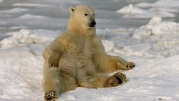 Photo from the movie To the Arctic