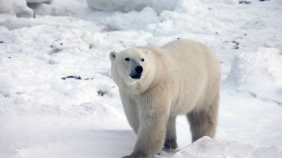 Photo from the movie To the Arctic