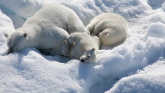 Photo from the movie To the Arctic