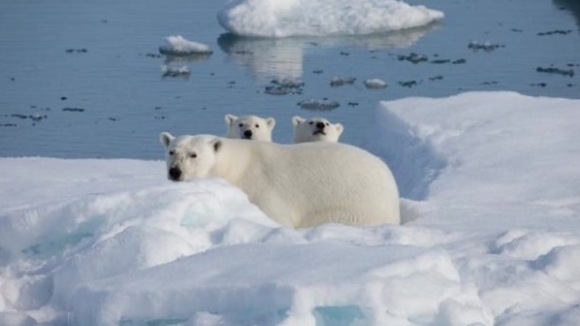 Photo from the movie To the Arctic