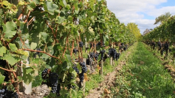 Photo from the movie Red Obsession