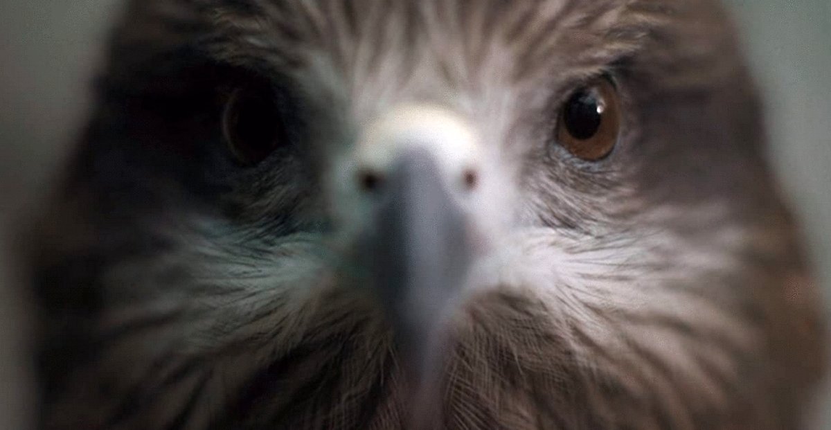 Photo from the movie All That Breathes