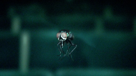 Photo from the movie Endorphine