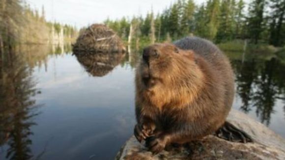 Photo from the movie White Tuft, the Little Beaver