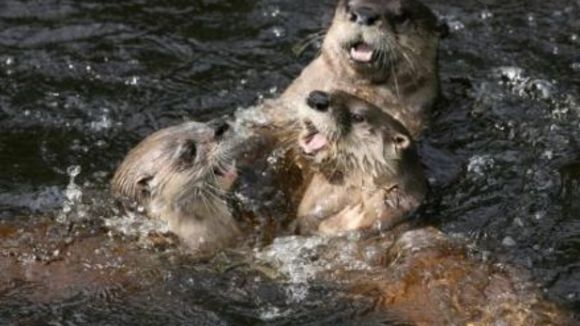 Photo from the movie White Tuft, the Little Beaver