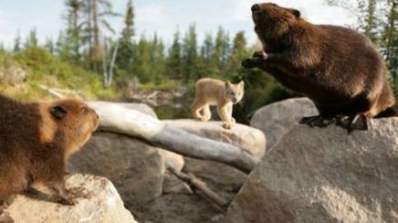 Photo from the movie White Tuft, the Little Beaver