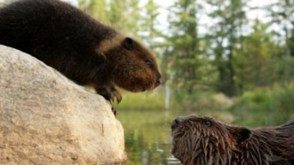 Photo from the movie White Tuft, the Little Beaver