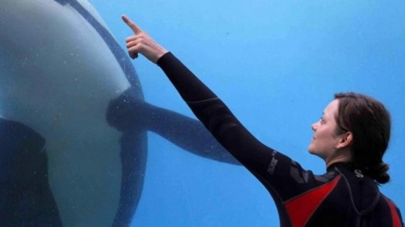 Photo from the movie De Rouille et d'os