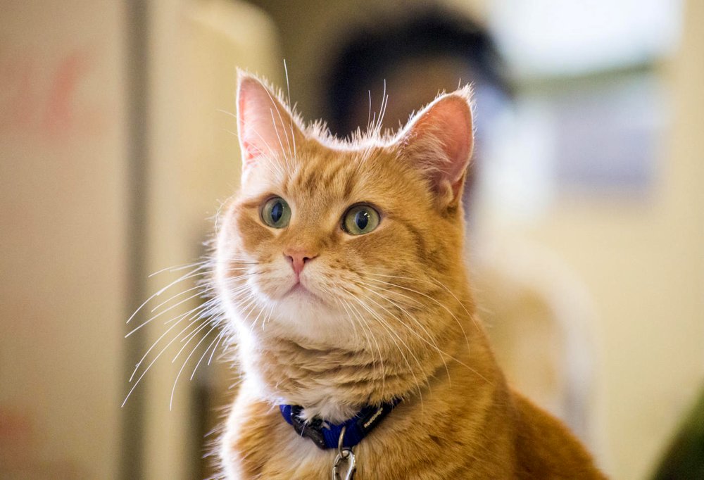 Photo from the movie A Street Cat Named Bob