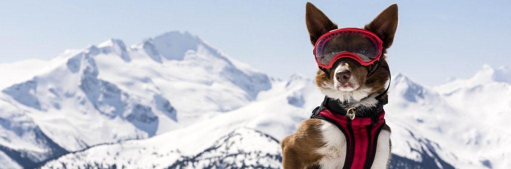 Photo from the movie Superpower Dogs