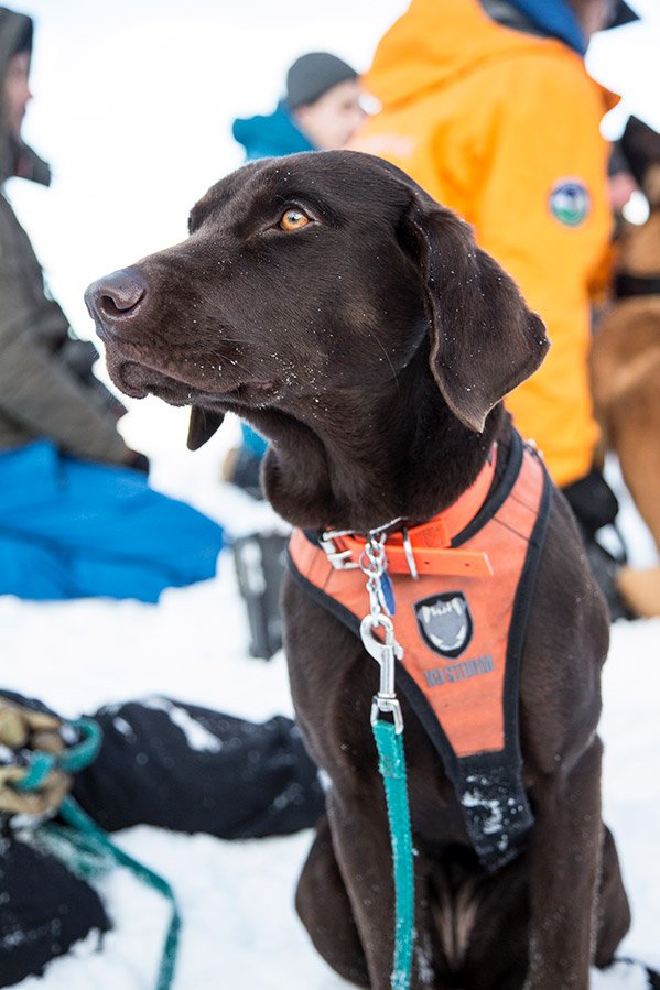 Photo from the movie Superpower Dogs