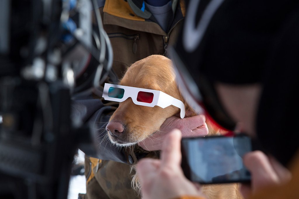 Photo from the movie Superpower Dogs