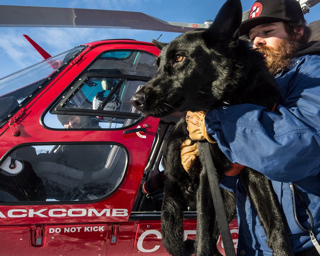 Photo from the movie Superpower Dogs