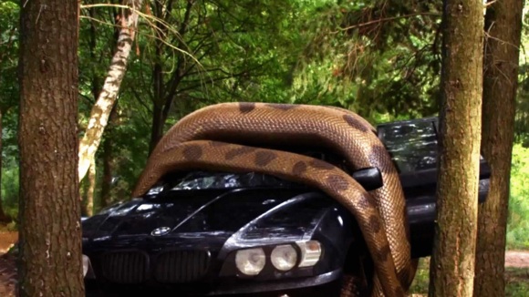 Photo from the movie Lake Placid vs. Anaconda