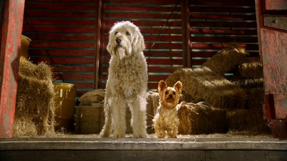 Photo from the movie Pup Star