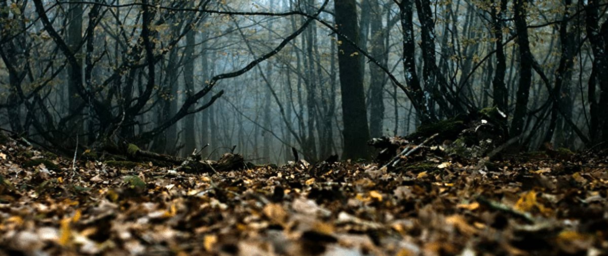 Photo du film Anonymous Animals [2020]