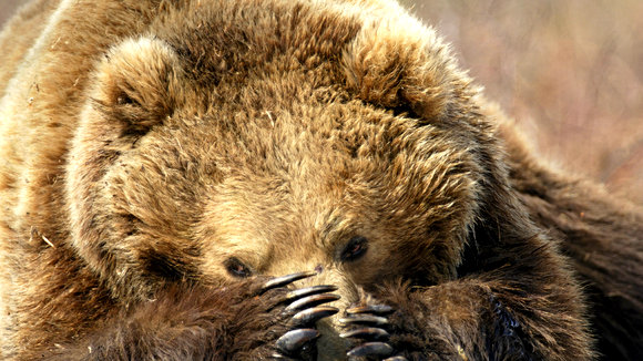 Photo from the movie Terre des ours