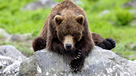 Photo from the movie Terre des ours