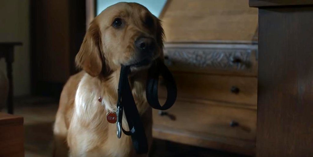 Photo from the movie The Art of Racing in the Rain