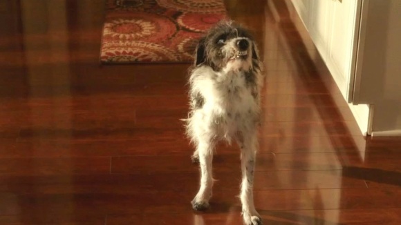 Photo from the movie Daddy's Home