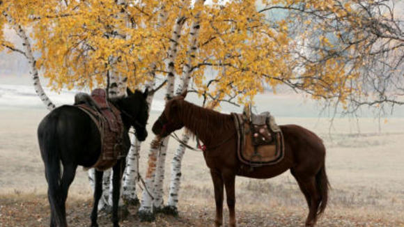 Photo from the movie Mongol