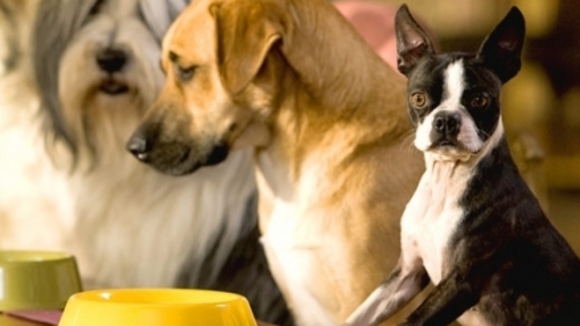 Photo from the movie Hotel for Dogs