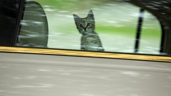 Photo from the movie Keanu