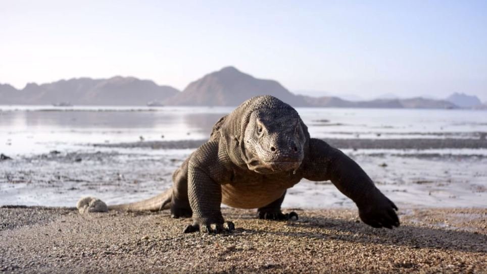 Photo from the movie Planet Earth II