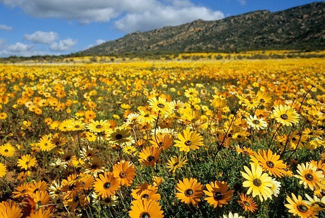 Photo from the movie Planet Earth II