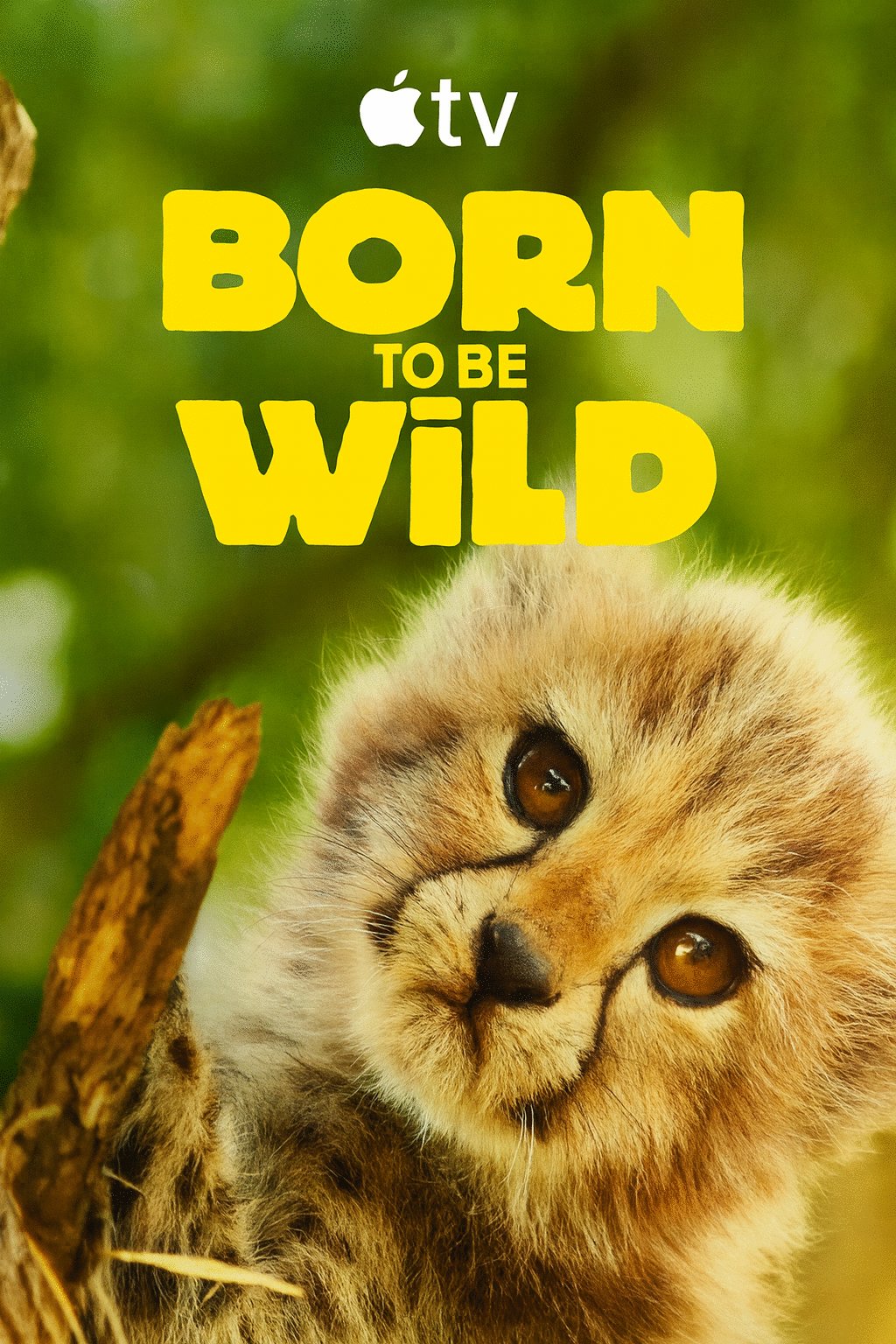 Poster of the movie Born to be Wild