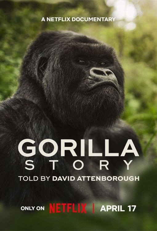 L'affiche du film A Gorilla Story: Told by David Attenborough [2026]